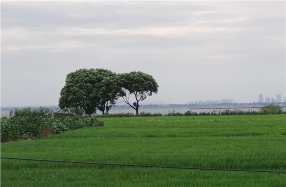 鉆石地毯蓮花島稻田